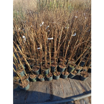 LAGERSTROEMIA bez południa fioletowa - sadzonki 60 / 80 cm